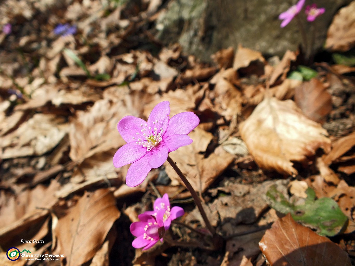 55 Hepatica nobilis .JPG